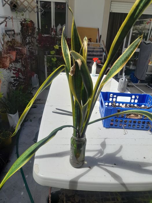 Mudas de língua da sogra já com raízadas prontas a transplantadas a 3€ cada pé