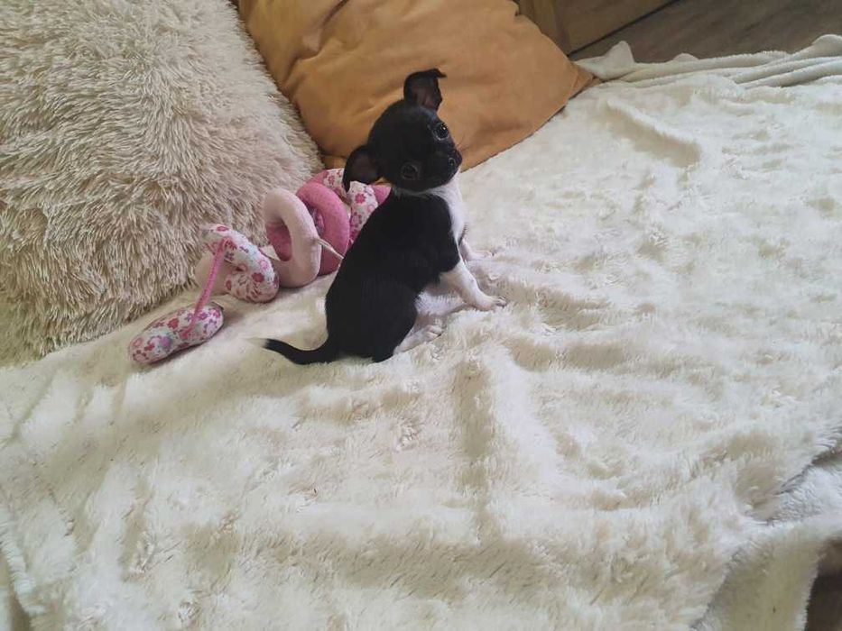 Chihuahua piękna czarno biała suczka