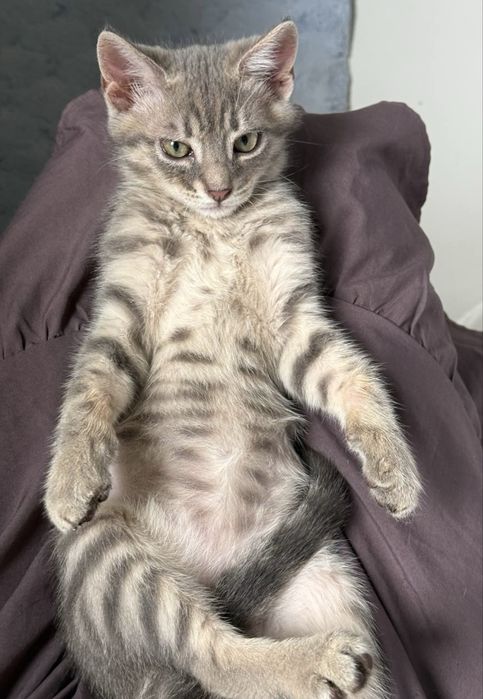 Кошеня маленький котик 3 міс