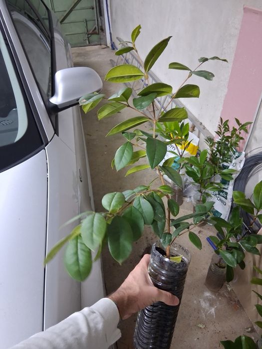 Guabiju planta tropical