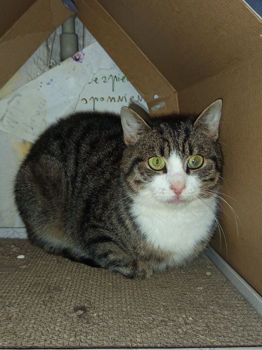 Wyjątkowy Migdał szuka domu