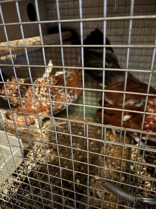 Vendo casal mil flores muito bonitas