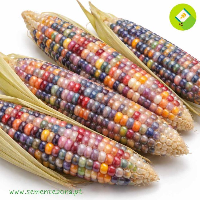 10 Sementes de Milho Glass Gem - Zea mays
