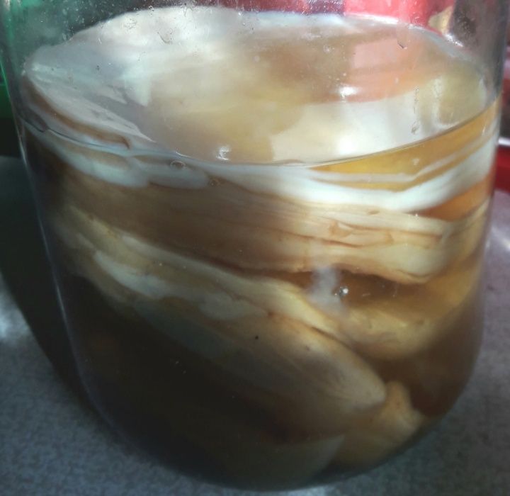 Продам АЛОЭ ВЕРА стебли или вазон  для лекарства 5 лет роста.