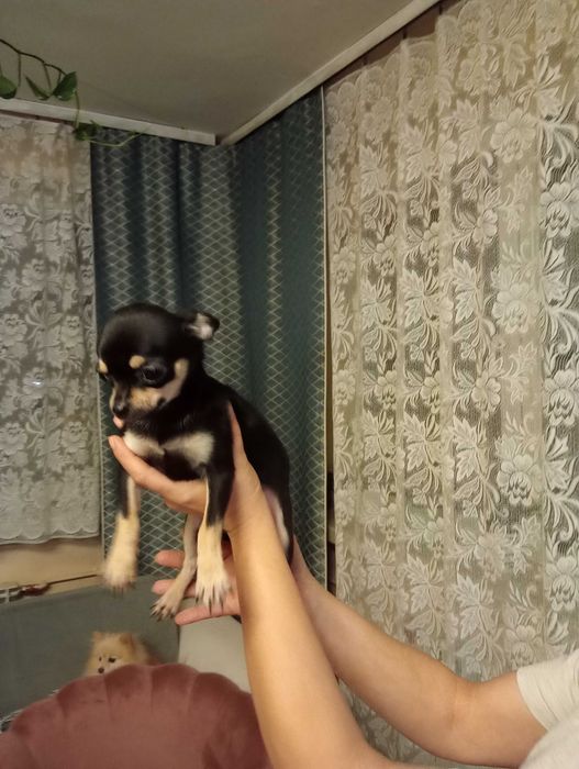 Chihuahua sunia black tan