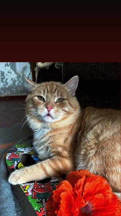 Отдам рыжего кота, 2 года, кастрирован