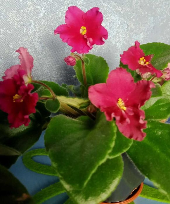 Фіалка( сенполія) квітуча