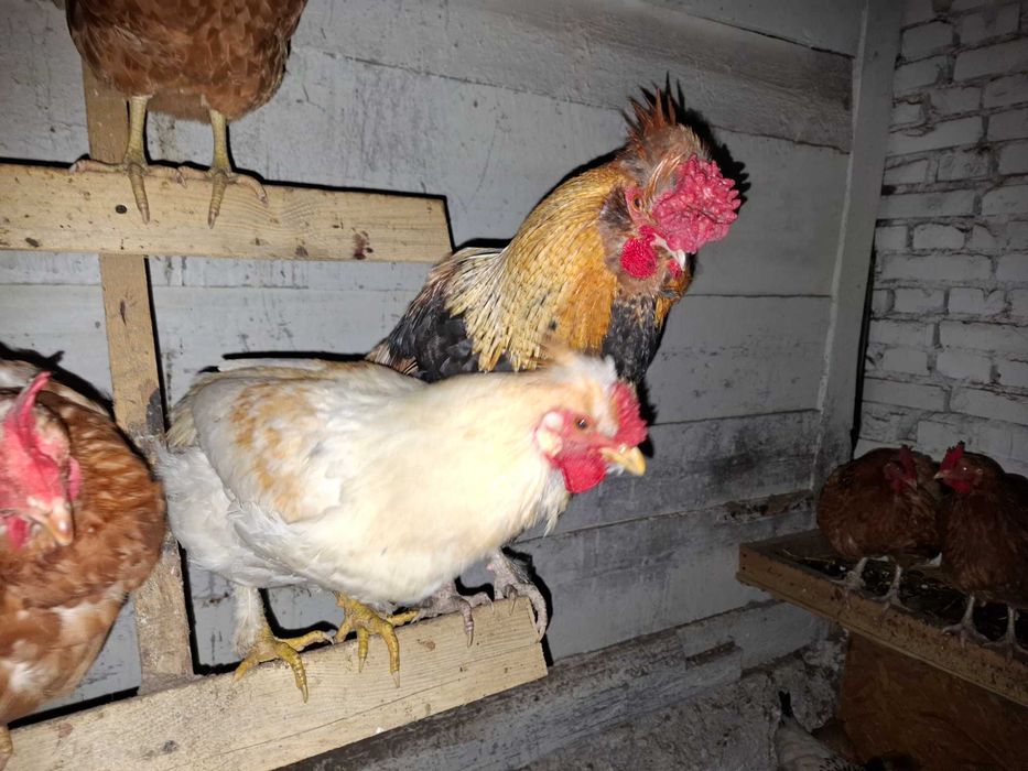 Sprzedam koguty z wiosny 2025 roku