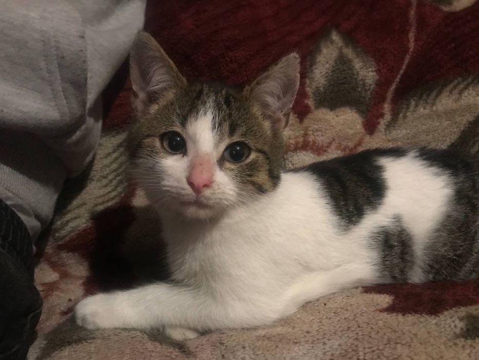 Котик 4 месяца ищет семью