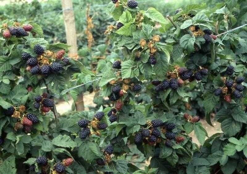 Sadzonki maliny czarnej / możliwa wysyłka /