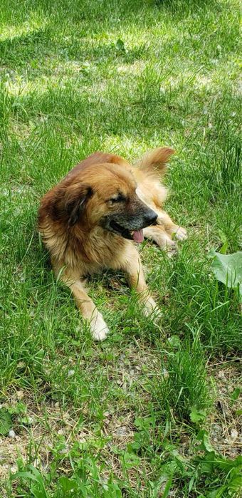 Отдам собаку в хорошие руки (пёс)