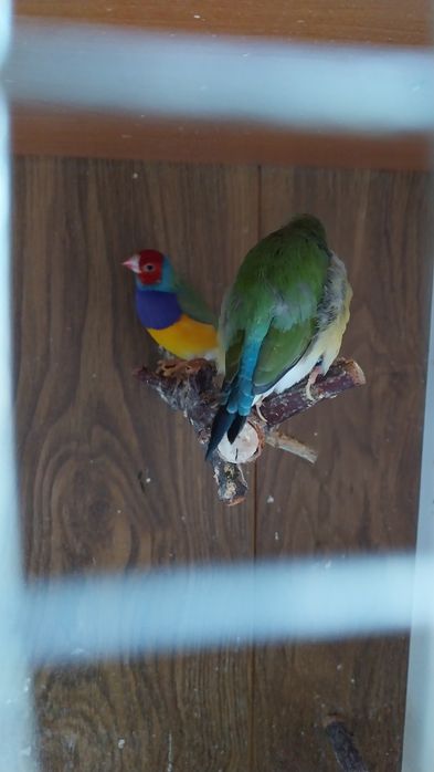 Papugi amadyny parka