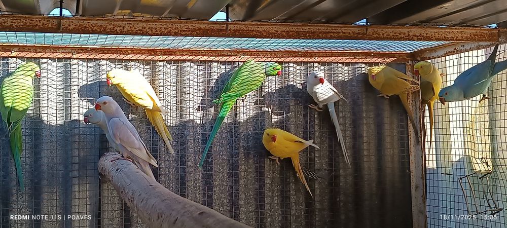 Ringnek e cabeça ameixa