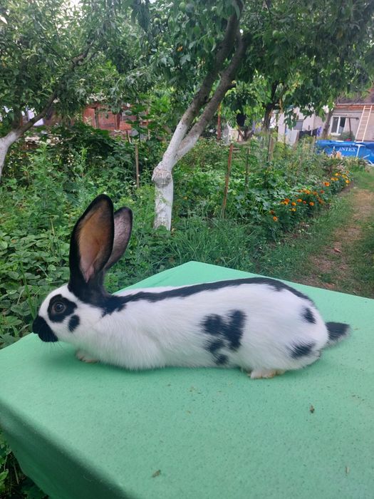 Строкачі кролики