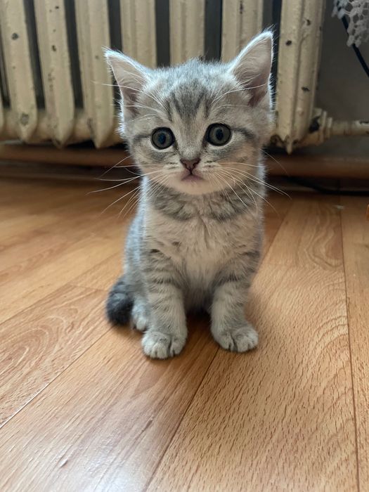 Шотландські котята