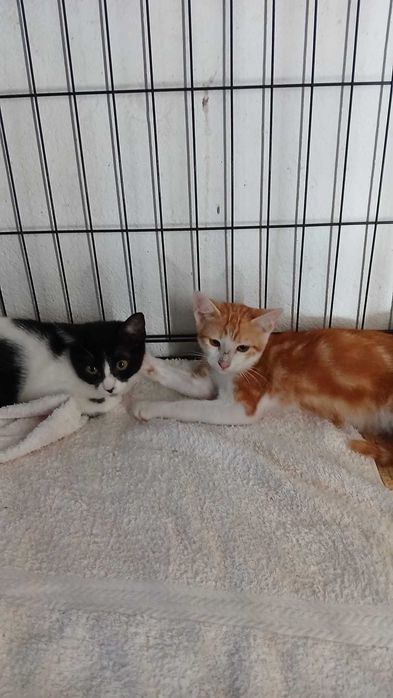 Gato bebé para adoção consciente