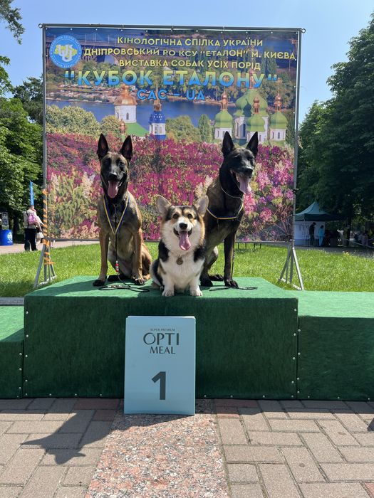 Дівчатка малінуа