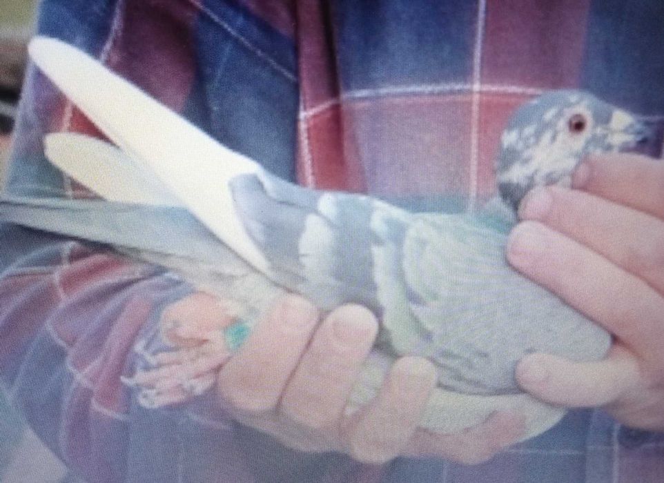 Lindo pombo correio de 2026