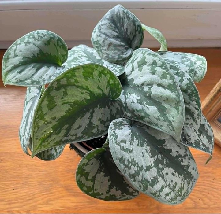Scindapsus pictus Ołustek pstry(roślina)