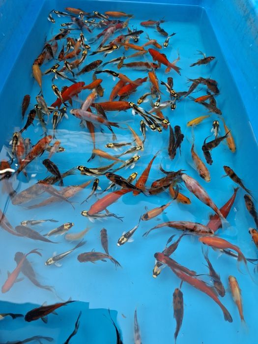 Карп кои и комета . Рыба для декоративного пруда.