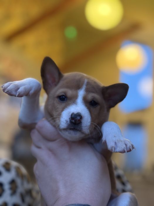 Діачинка басенджи, собака, яка не гавкає, собако-кіт
