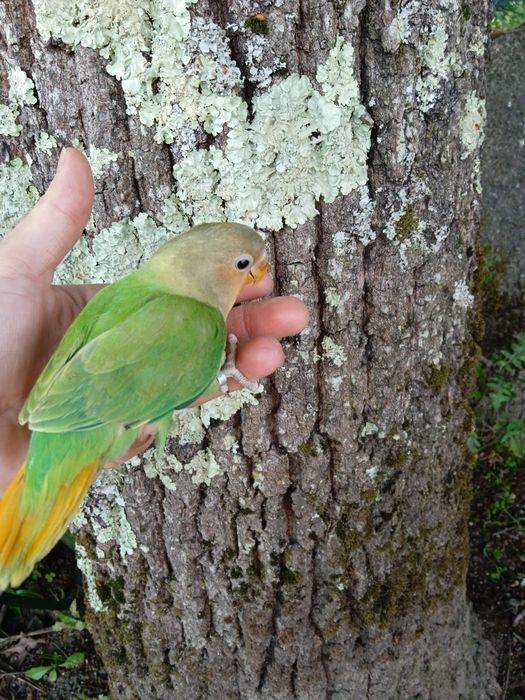 Agapórnis Domesticados
