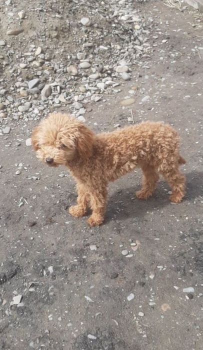 Toy poodle red ‼️