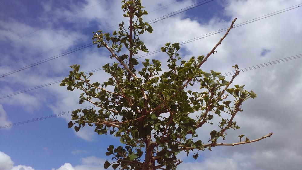 Miłorząb dwuklapowy Mariken