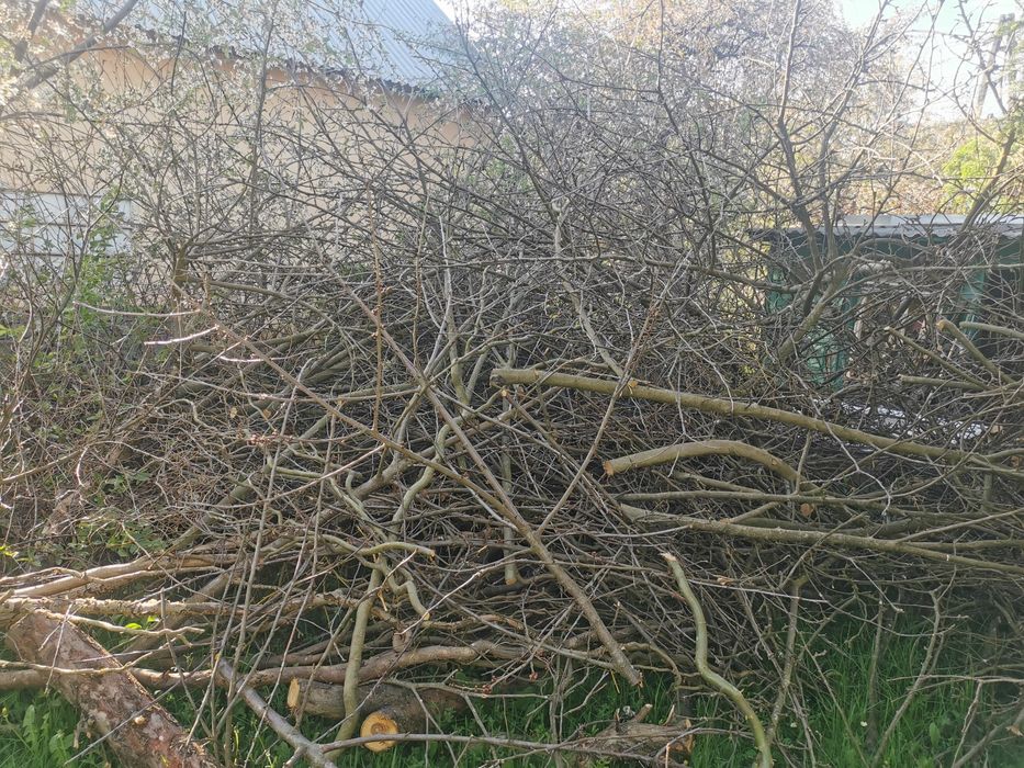 Oddam gałęzie - drzewka owocowe