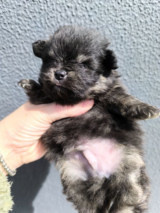 Spitz Anão Lulu da Pomerânia Mini. Menino