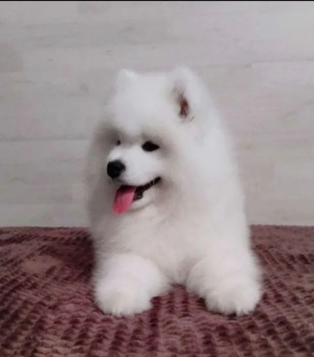 Samoyed szczeniak gotowy do odbioru