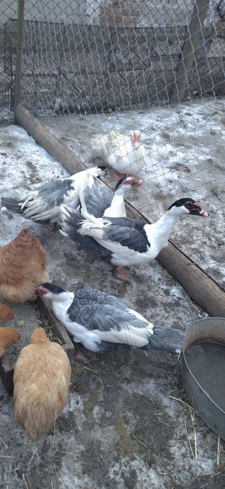 Блакитноплечі індокачки, інкубаційні яйця