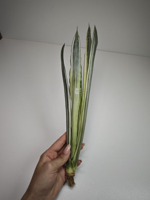 Sansevieria Bogor