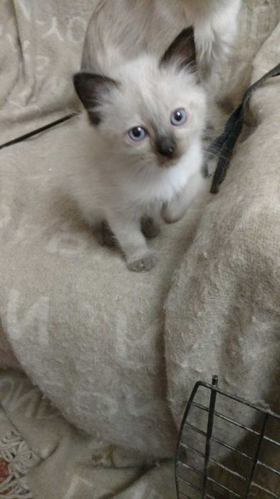 Невский маскарадный котёнок