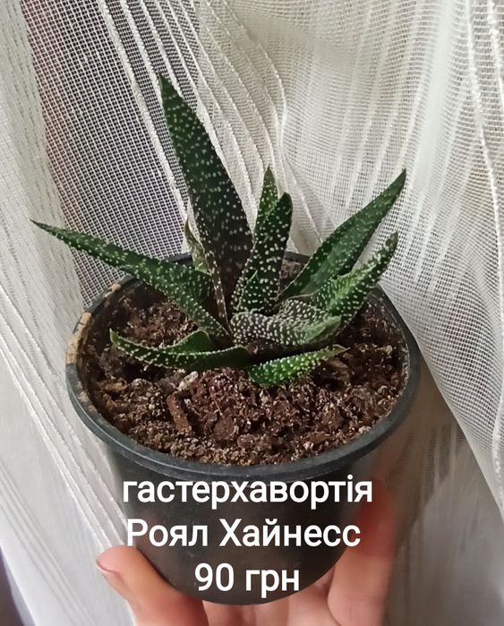 Гастерхавортія Роял Хайнесс, Лімофолія