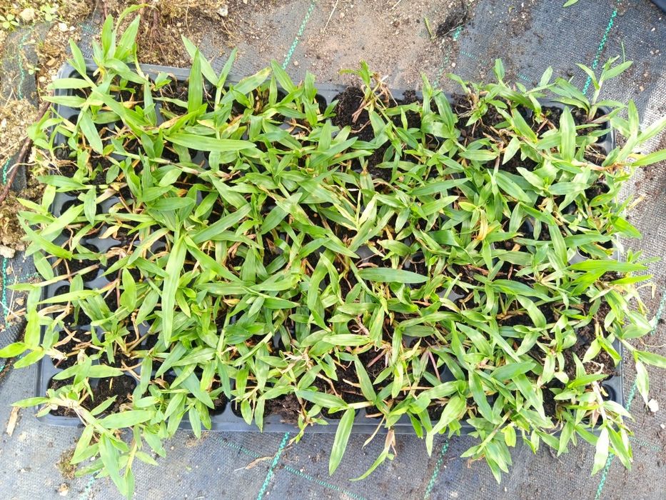 Vendo Relva Brasileira