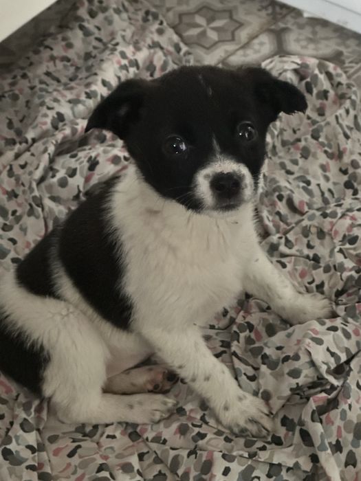 Цуценята маленької породи