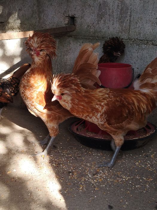 Vendo Galo paduana Chamois