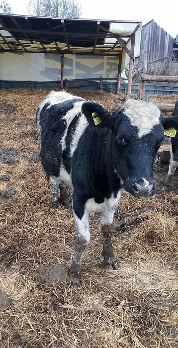 Sprzedam jałówki