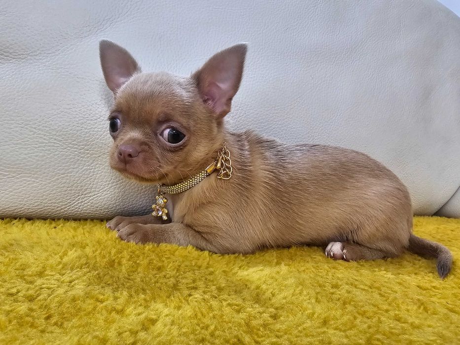 Isabellowa malutka chihuahua
