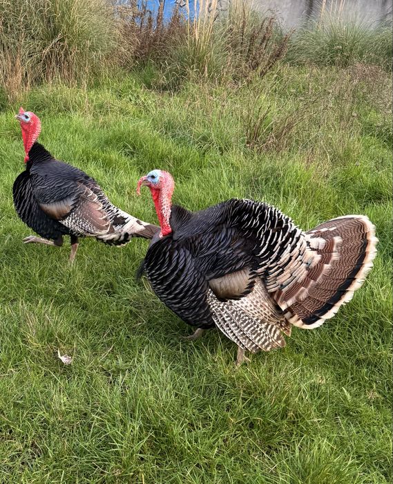 Perus 2 machos adultos