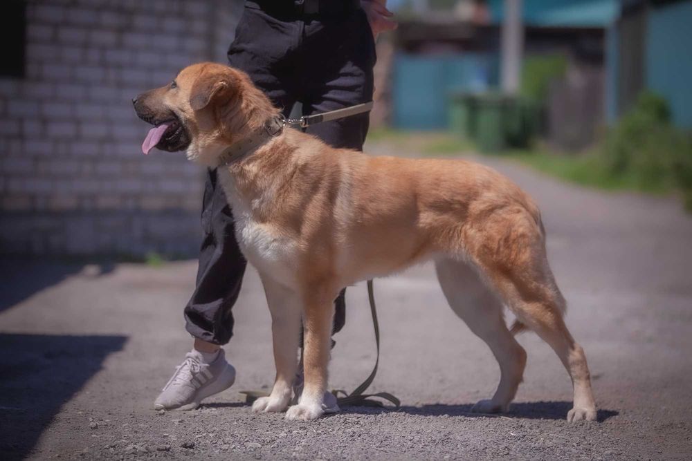 Метис алабая в добрі руки