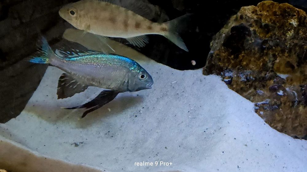 Cyathopharynx foai sibwesa
