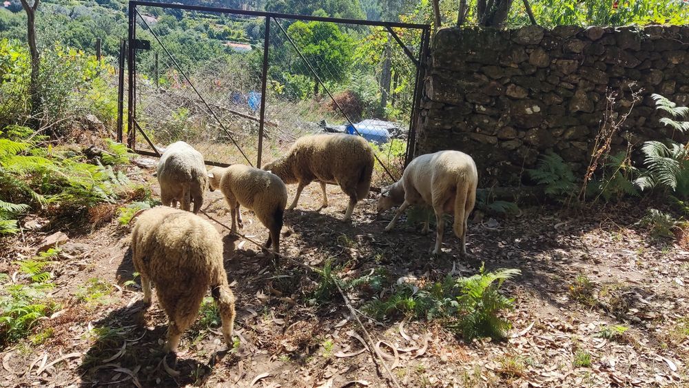 Vendo.   ovelhas