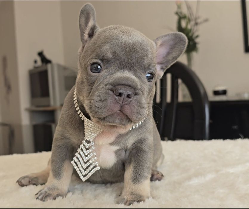 Bulldog francês Qualidade Lilac