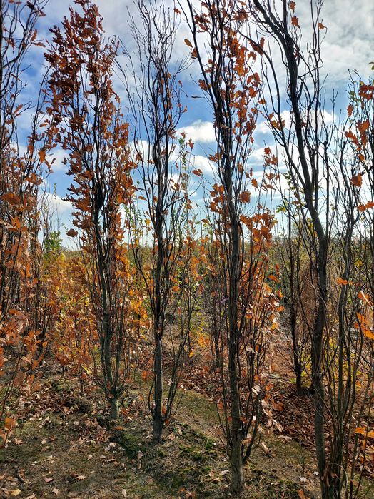 Brzoza Brodawkowata obw 8-20cm Drzewa Alejowe Transport