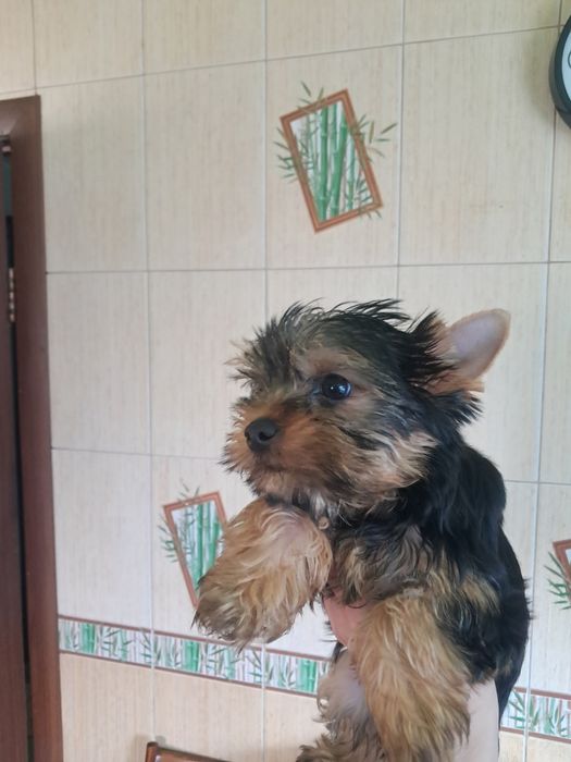 Продам  цуценя йорка.