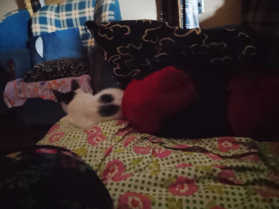 Gatinha para adoção