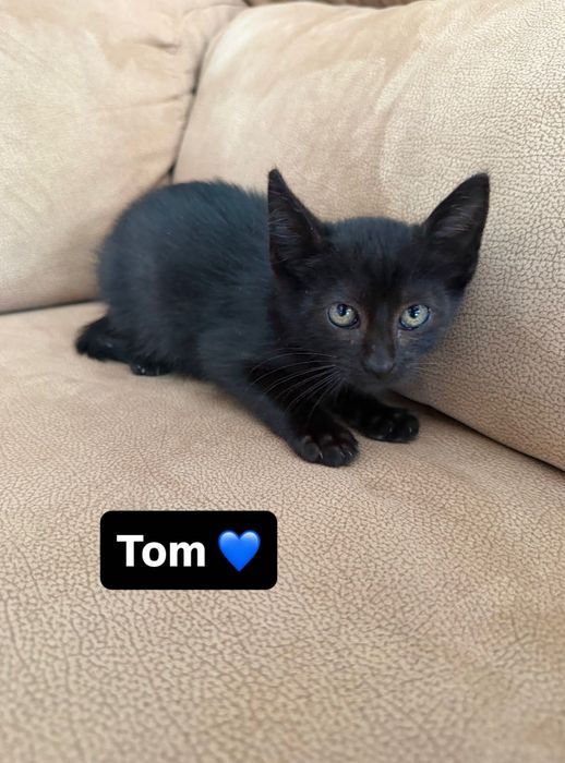 Gatinhos para adoção responsável - 1 macho e 1 fêmea - 2 meses