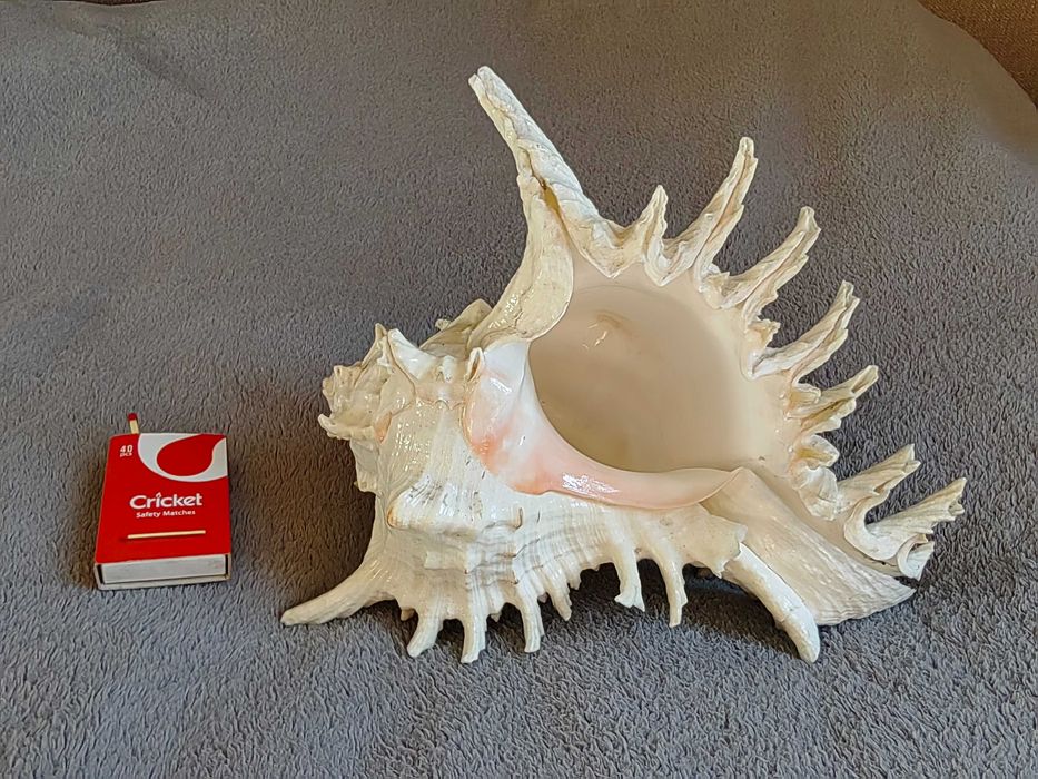 Duża muszla morska dekoracyjna Murex (Chicoreus ramosus) +GRATISY